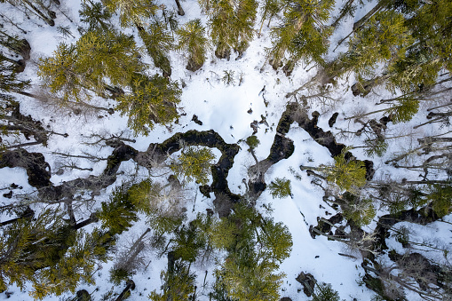 Aerial view of ariver flowing through araucaria forests at sunset in La Araucania region, Chile Patagonia