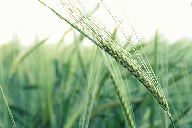 istock Green wheat ears in the field 180782853