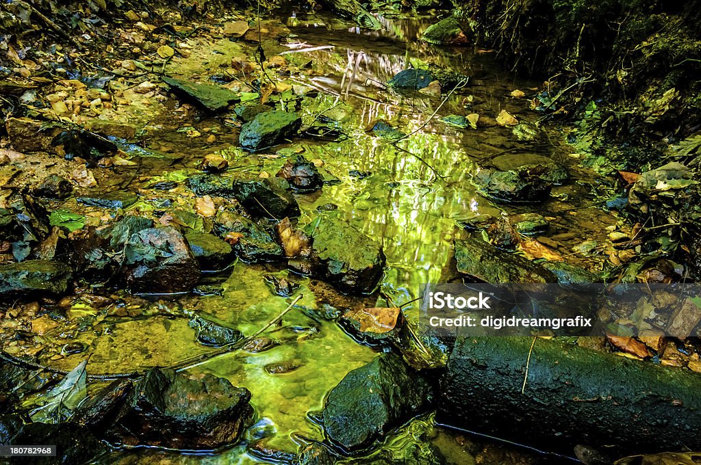 Naturaleza alrededor de un pequeño arroyo del bosque de madera - Foto de stock de Aire libre libre de derechos