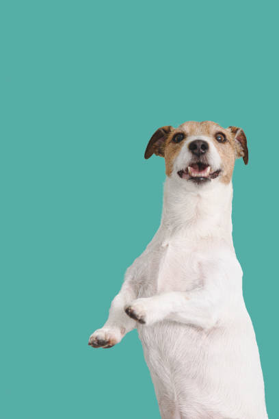 istock Funny well trained dog shows balancing trick. Dog training background. 1807829946