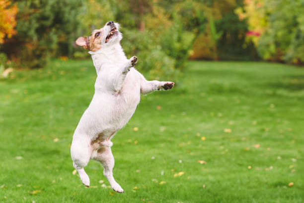 Jack Russell Terrier dog jumping up to catch a ball