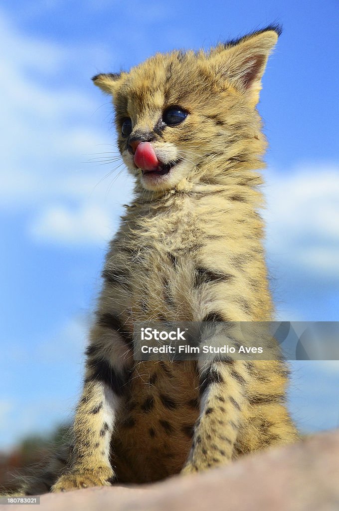 Cerval wild cat. Filhote de gato. - Foto de stock de Animal royalty-free