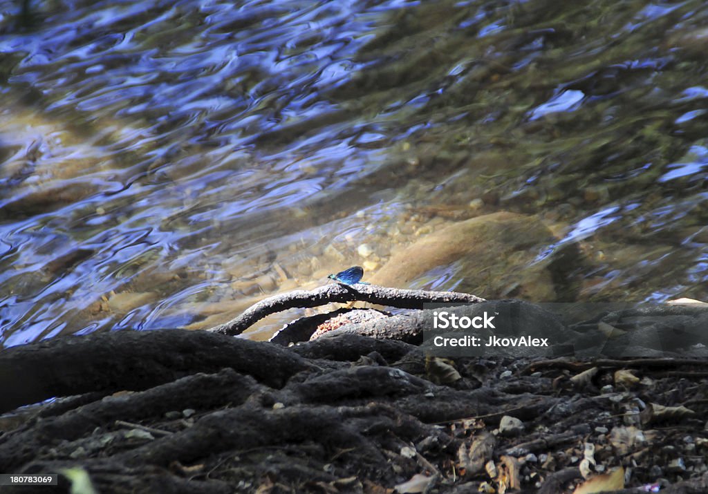 El libélula - Foto de stock de Agua libre de derechos