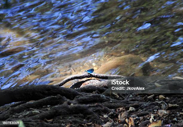 El Libélula Foto de stock y más banco de imágenes de Agua - Agua, Agua del grifo, Aire libre