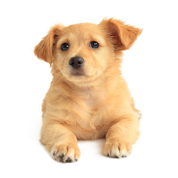 istock Cute golden retriever mixed-breed puppy isolated on white 180783175