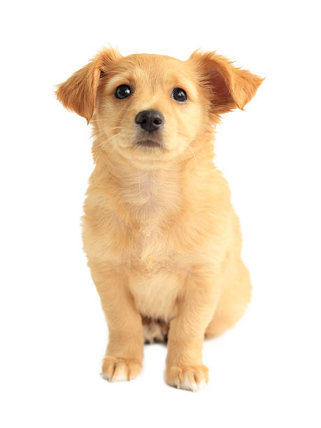 istock Cute golden retriever mixed-breed puppy isolated on white 180783176