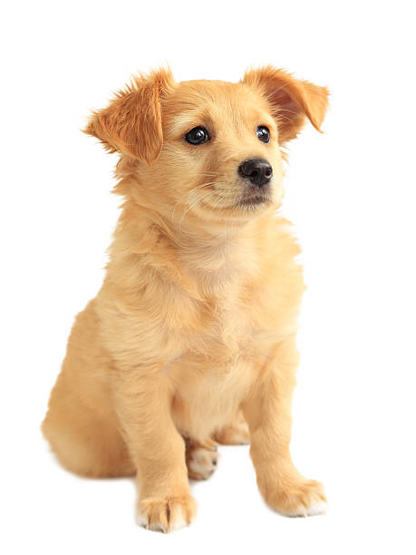 istock Cute golden retriever mixed-breed puppy isolated on white 180783189