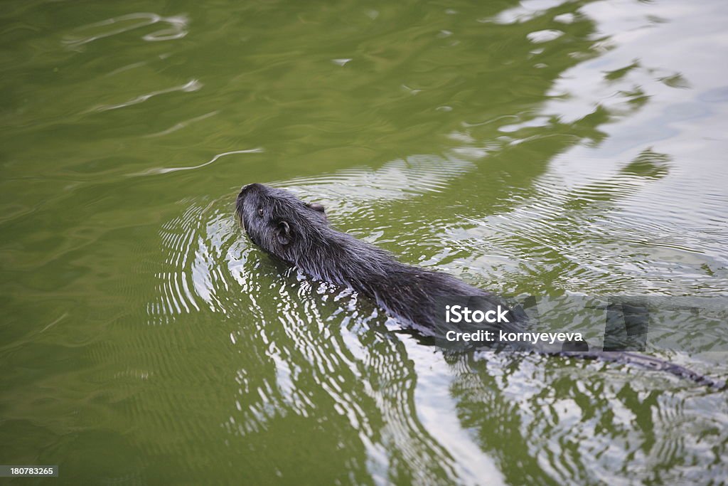 nutria - Foto stock royalty-free di Acqua