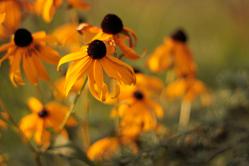 Black eyed susans, yellow flowers with black receptacle and long petals on a green background with pine branches, at golden hour