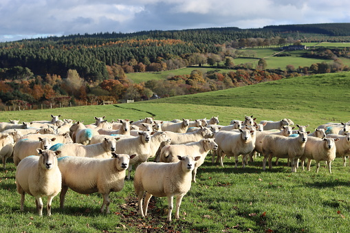 Large flock of sheep standing in a green field in sunshine