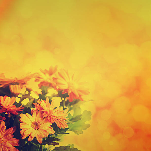 istock Chrysanthemum floral background 180784520