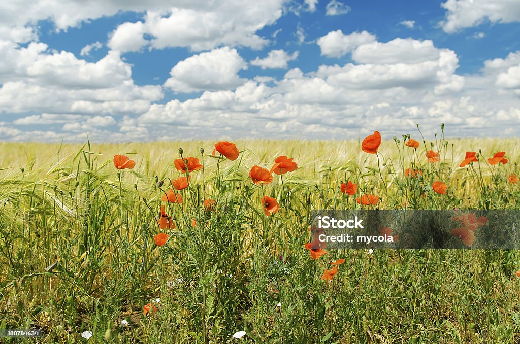 ped poppies на поле - Стоковые фото Без людей роялти-фри