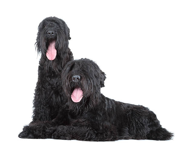 black russian terrier black russian terrier (BRT or Stalin's dog) black russian terrier stock pictures, royalty-free photos & images