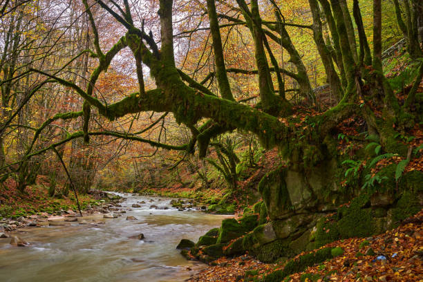 istock Landscape with a river in the forest 1807850391