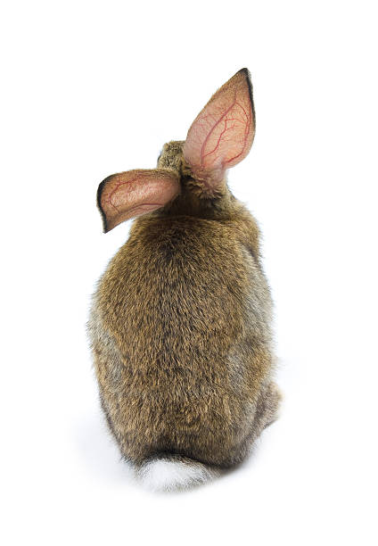istock Happy New Year of rabbit 180785165