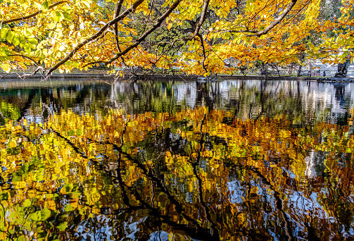 The amaze of the autumn comes out with the company of the sunlight shining through the tree branches, and the color of the dry leaves.