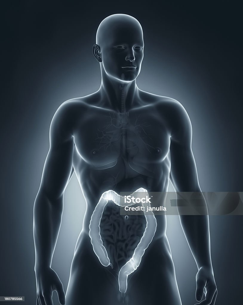 Uomo anatomia del colon anteriror vista - Foto stock royalty-free di Adulto