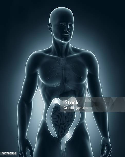 Uomo Anatomia Del Colon Anteriror Vista - Fotografie stock e altre immagini di Adulto - Adulto, Anatomia umana, Apparato digerente umano