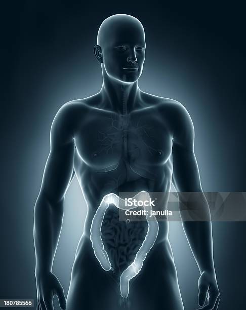 Człowiek Anatomii Anteriror Widok Okrężnicy - zdjęcia stockowe i więcej obrazów Anatomia człowieka - Anatomia człowieka, Badanie lekarskie, Ból