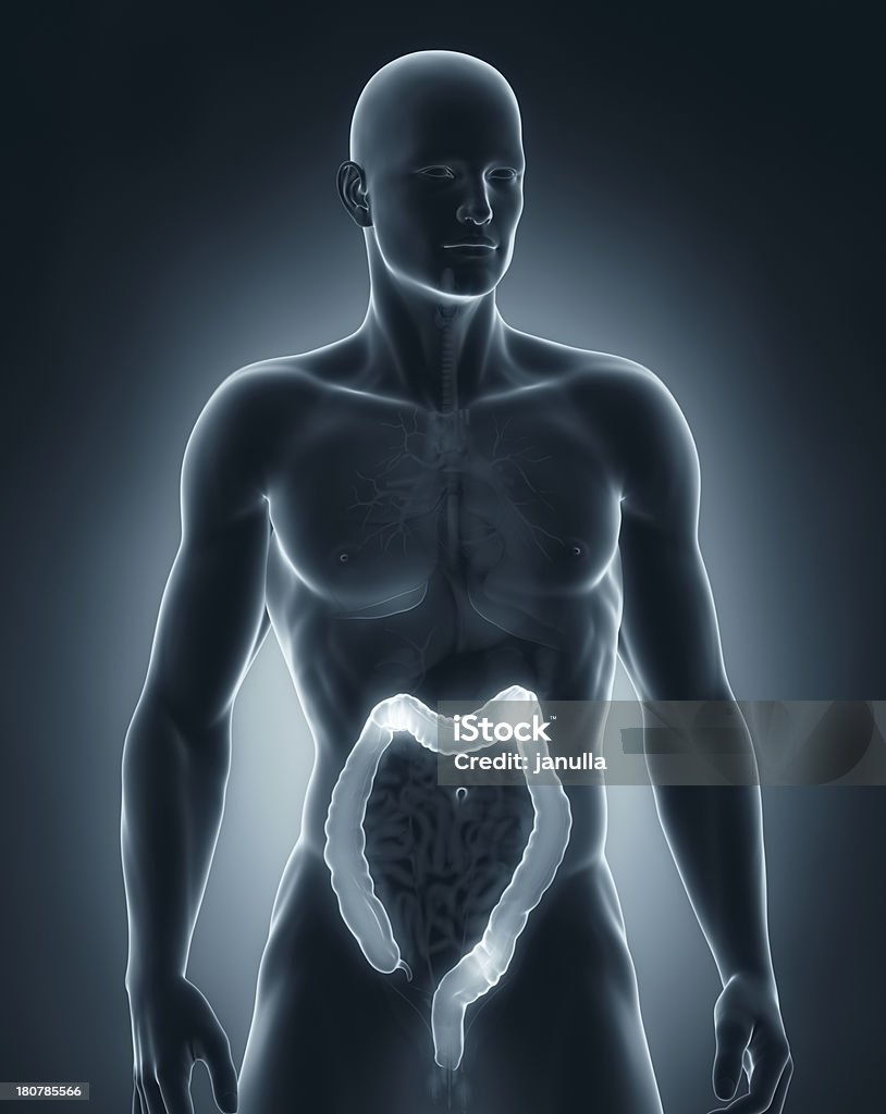 Homem anatomia anteriror vista de Cólon - Royalty-free Adulto Foto de stock