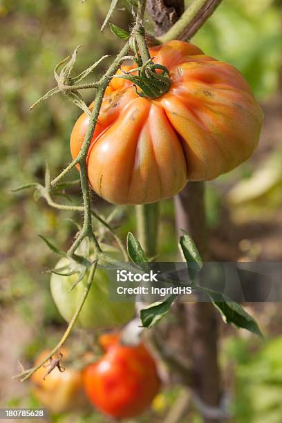 Heirloom Tomaten Stockfoto und mehr Bilder von Ast - Pflanzenbestandteil - Ast - Pflanzenbestandteil, Eigen-Anbau, Fleischtomate