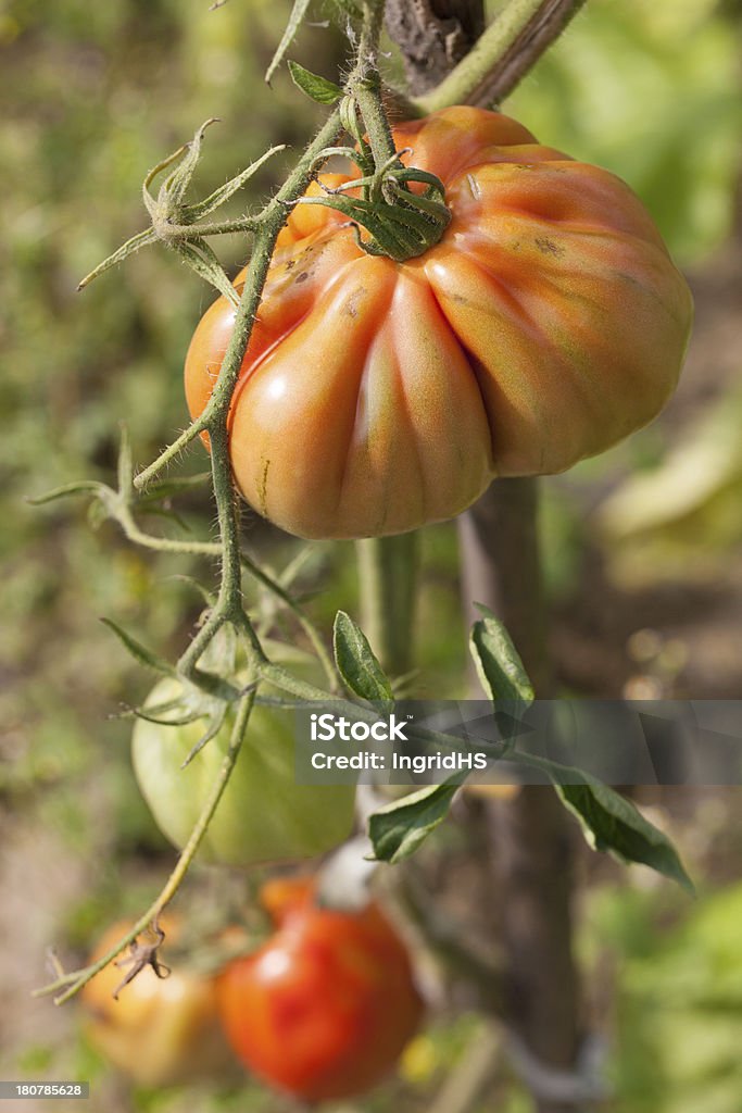 Tomates Heirloom - Foto de stock de Arbusto royalty-free