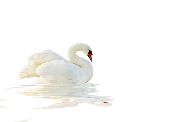 white swan. - artificial wing photos photos et images de collection