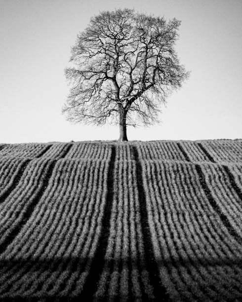 The tree with no leaves and no colours