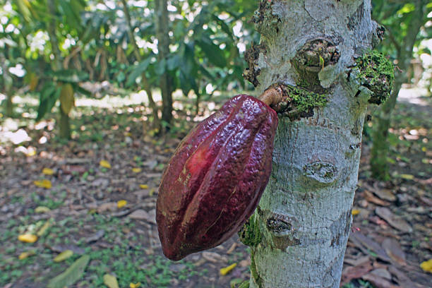 istock Impressions from Costa Rica 180786399
