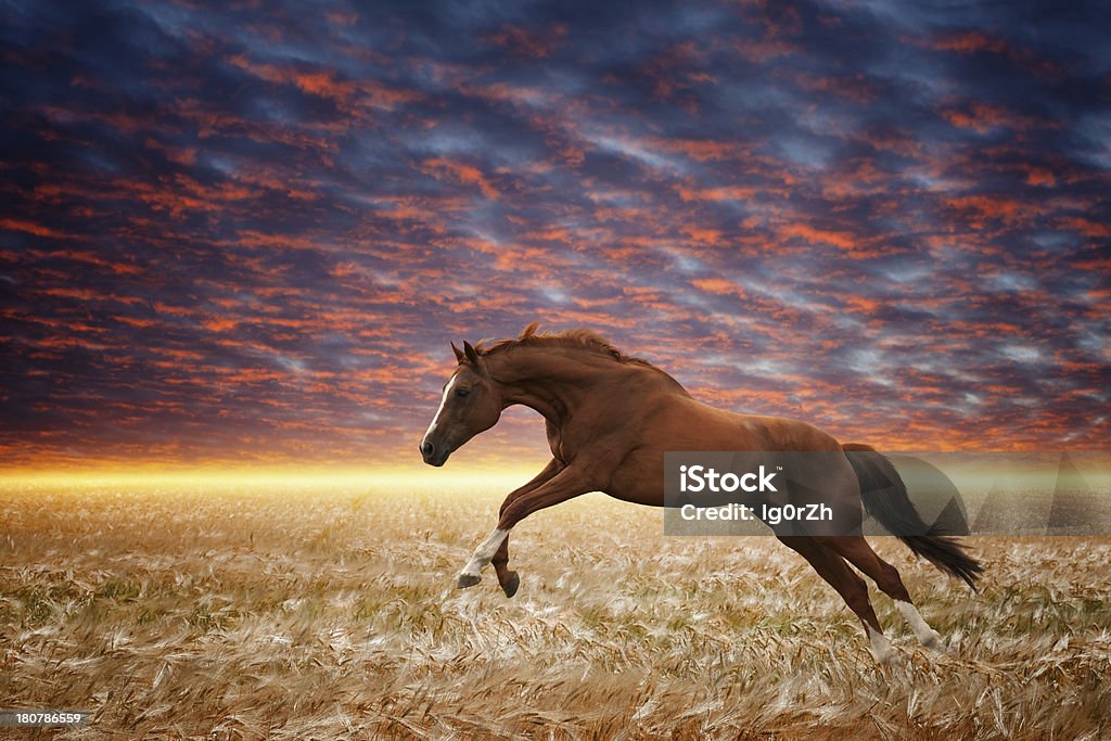 Running horse Brown horse running gallop in wheat field, sunset sky, glowing horizon, picture for chinese year of horse 2014 Agricultural Field Stock Photo