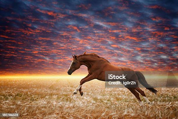 Running Horse Stock Photo - Download Image Now - Agricultural Field, Agriculture, Animal