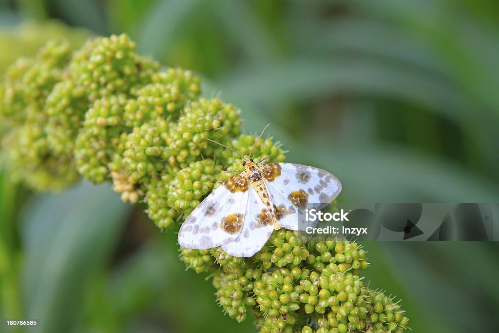 moths - Foto de stock de Agricultura libre de derechos