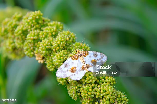 Moths - Fotografie stock e altre immagini di Agricoltura - Agricoltura, Ambientazione esterna, Ambiente