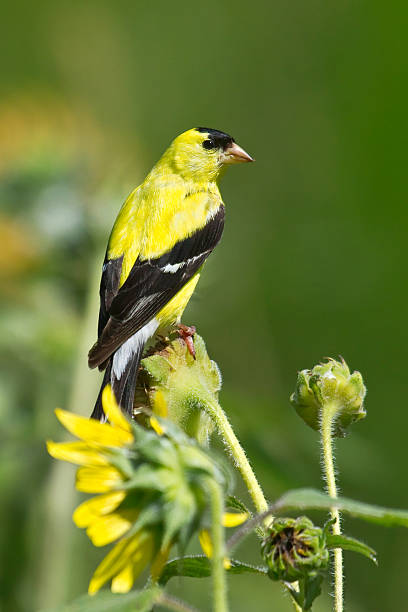 istock Male American Goldfinch perched on sunflower, vertical 180786591