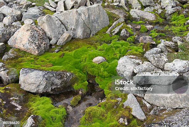Pedras E Moss Em Pequeno Fluxo No Parque Nacional De Jotunheimen - Fotografias de stock e mais imagens de Ao Ar Livre