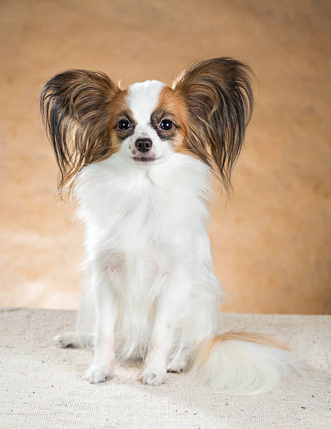 istock Portrait of a Papillon dog 180786756