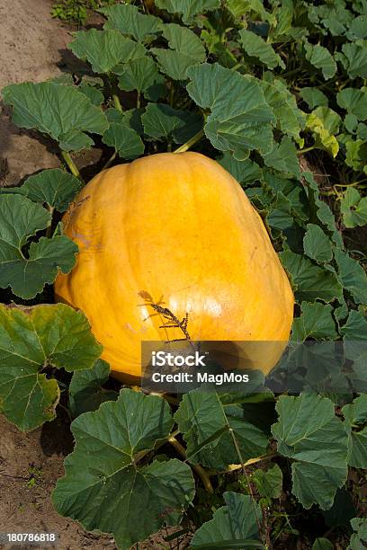 Molto Grande Zucca Gialla - Fotografie stock e altre immagini di Aiuola - Aiuola, Ambientazione esterna, Arancione