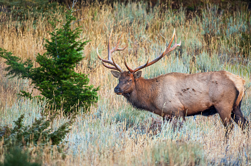 With fall colors and foggy mountains, a large bull elk remains vigilant and smells the September air in Horseshoe Park, part of Rocky Mountain National Park, Colorado.