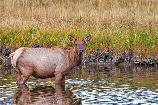 Elk Cow watching quietly from a pool of water in Yellowstone