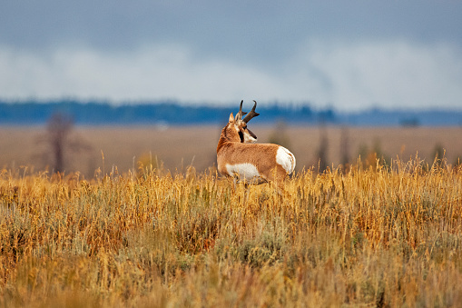 Pronghorn buck surveying his territory in Grand Teton National Park