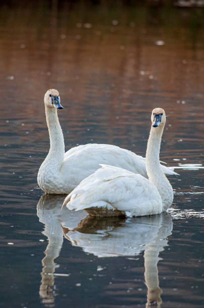 istock Trumpeter Swan Pair Reflected in Water 1807873759