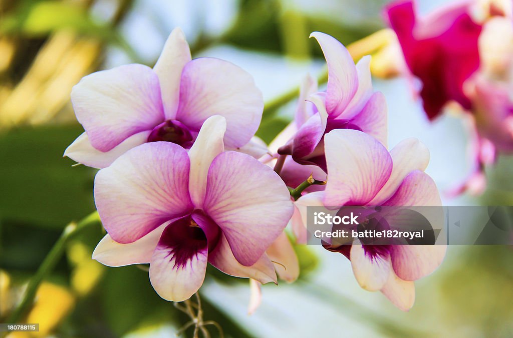タイの蘭の花 - がくのロイヤリティフリーストックフォト