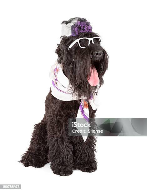 Black Russische Terrier Stockfoto und mehr Bilder von Behaart - Behaart, Brille, Domestizierte Tiere