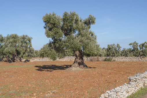 Ash tree in meadow with mountainous background