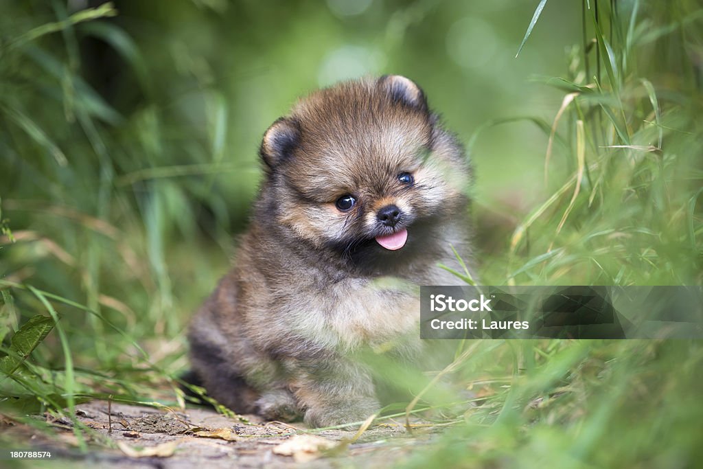 Small Pomeranian puppy in grass Small Pomeranian puppy sitting in the green grass Animal Stock Photo