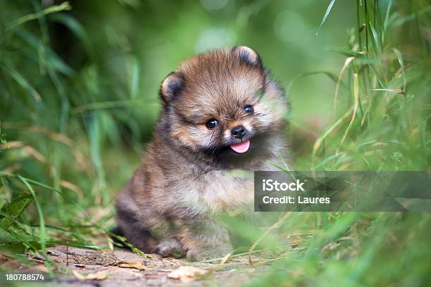 Small Pomeranian Puppy In Grass Stock Photo - Download Image Now - Animal, Animal Hair, Beauty