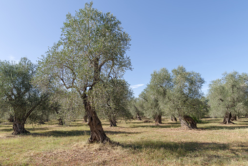 Holm oaks in the charro countryside, Salamanca