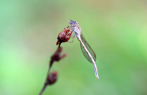 dragonfly dragonfly calopteryx syriaca stock pictures, royalty-free photos & images