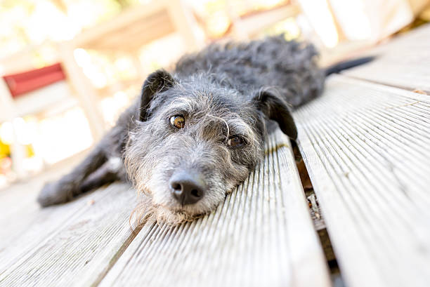 istock Black dog lying on porch 180788843
