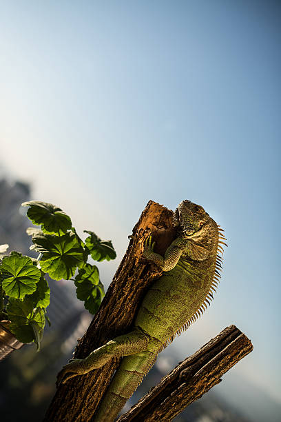 istock iguana crawling on a piece of wood and posing 180788885